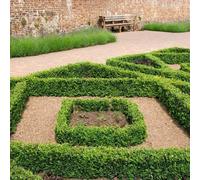 Primrose Buxus Sempervirens Common Box 9Cm Pot 10 - 15Cm Tall Shrub Plant