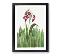 Primrose by Mary Vaux Walcott Framed Print | A2 Black Framed Wall Art | Ready to Hang | Modern Floral Picture | Living Room Bedroom Lounge Office