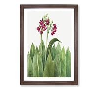 Primrose by Mary Vaux Walcott Framed Print | A2 Walnut Framed Wall Art | Ready to Hang | Modern Floral Picture | Living Room Bedroom Lounge Office