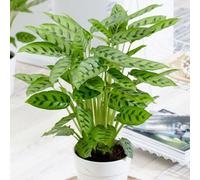 Primrose Calathea Leopardina Goeppertia Concinna 12Cm Pot 40Cm Tall Foliage House Plants