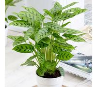 Primrose Calathea Leopardina Goeppertia Concinna 12cm Pot 40cm Tall Plants in Green Primrose Green