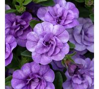 Primrose Calibrachoa Cabaret Double Sky Blue 15 x Jumbo Seedling Plug Plants in Purple Primrose Purple