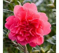 Primrose Camellia X Williamsii Anticipation Camellia 2 Litre Pot Shrub Plant