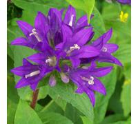 Primrose Campanula Glomerata Superba Clustered Bellflower 9Cm Pot Perennial Plant