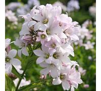 Primrose Campanula Lactiflora Loddon Anna Milky Bellflower 9Cm Pot Perennial Plant