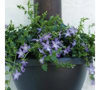 Primrose Campanula Poscharskyana Bellflower 9Cm Pot Alpine Perennial Plant