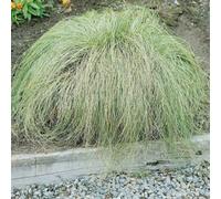 Primrose Carex Comans Frosted Curls Densely Turfed Grass 9Cm Pot Grass Plant