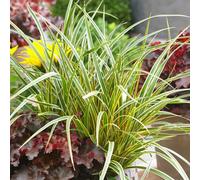 Primrose Carex Morrowii Boott Everglow Sedge 9Cm Pot Grass Plant