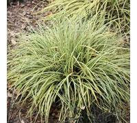 Primrose Carex Oshimensis Evergold Sedge 9Cm Pot Grass Plant