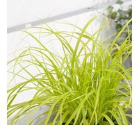 Primrose Carex Oshimensis Everillo Sedge 9Cm Pot Grass Plant