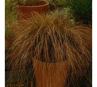 Primrose Carex Testacea Prairie Fire Sedge 9Cm Pot Grass Plant