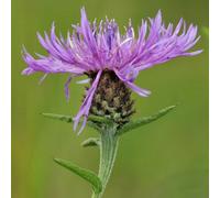 Primrose Centaurea Black Knapweed Or Common Knapweed 9Cm Pot Perennial Wildflower Plant