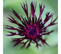 Primrose Centaurea Jordy Knapweed 9Cm Pot Perennial Plant