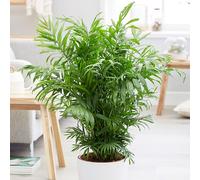 Primrose Chamaedorea Elegans Parlour Palm Indoor Foliage Tropical 80cm Plant 24cm Pot in Green Primrose Green