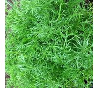 Primrose Chamomile Common Herb Plant Chamaemelum Nobile 9cm Pot in Green | Size: 1 Pack Primrose Green 1 Pack