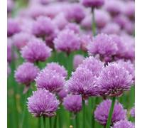 Primrose Chives Allium Schoenoprasum 9Cm Pot Herb Garden Plant