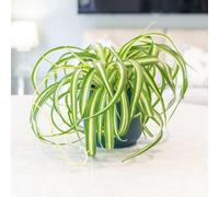 Primrose Chlorophytum Comosum Bonnie Variegated Spider Plant 12Cm Pot 25Cm Tall Foliage House Plants