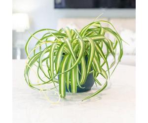 Primrose Chlorophytum Comosum Bonnie Variegated Spider Plant 12Cm Pot 25Cm Tall Foliage House Plants