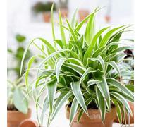 Primrose Chlorophytum Comosum Ocean Spider Plant 12Cm Pot 20Cm Tall Foliage House Plants