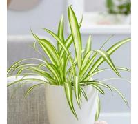 Primrose Chlorophytum Comosum Variegatum Variegated Spider Plant 12Cm Pot 20Cm Tall Foliage House Plants