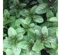 Primrose Mentha X Piperita F. Citrata Chocolate Mint 9Cm Pot Herb Garden Plant