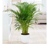 Primrose Chrysalidocarpus Lutescens Dypsis Areca Palm 12Cm Pot 35Cm Tall Foliage House Plants