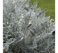 Primrose Cineraria Silver Dust Silver Leaf 9Cm Pot Bedding Plants