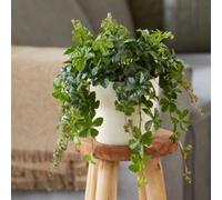 Primrose Cissus Striata Parthenocissus 12Cm Pot 20Cm Tall Foliage House Plants