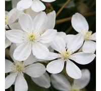 Primrose Clematis Armandi 2 Litre Pot 60Cm Cane Climbing Plant