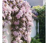 Primrose Clematis Mayleen Montana Clematis 3 Litre Pot 60Cm Cane Climbing Plant