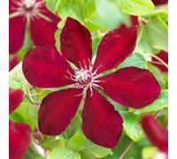 Primrose Clematis Westerplatte Early Large Flowered Clematis 3 Litre Pot 60Cm Cane Climbing Plant