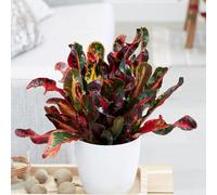 Primrose Codiaeum Mammy Joseph's Coat Indoor Multicoloured Tree 40cm Plant 13cm Pot in Pink Primrose Pink