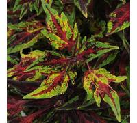Primrose Coleus Flamethrower Chilli Pepper Bedding Plants 9cm Pot Primrose Multicolor