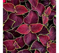 Primrose Coleus Scutellarioides Chocolate Mint Flowering Bedding Plants 9cm Pot in Maroon Primrose Maroon