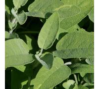 Primrose Common Sage Herb Plant Salvia Officinalis 9cm Pot in Green | Size: 3 Pack Primrose Green 3 Pack