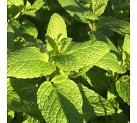 Primrose Common Spearmint Or Garden Mint Herb Plant Mentha Spicata 9Cm Pot