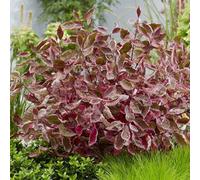 Primrose Cornus Alba Miracle Dogwood 2 Litre Pot Shrub Plant