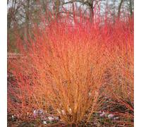 Primrose Cornus Sanguinea Midwinter Fire Midwinter Fire Dogwood 9Cm Pot Shrub Plant