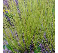 Primrose Cornus Sericea Flaviramea Golden Twig Dogwood 10 Litre Pot 80Cm 100Cm Tall Shrub Plant