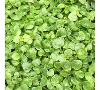 Primrose Corsican Mint Herb Plant Mentha Requienii 9cm Pot in Green | Size: 3 Pack Primrose Green 3 Pack