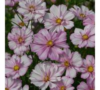 Primrose Cosmos Bipinnatus Cosimo Collarette Flowering Bedding Plants 9cm Pot in Pink Primrose Pink