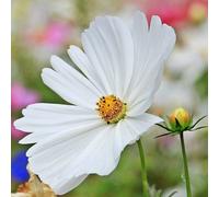 Primrose Cosmos Bipinnatus Sonata White 15 x Jumbo Seedling Plug Plants Primrose White