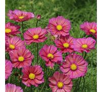 Primrose Cosmos Bipinnatus Xsenia Flowering Bedding Plants 9cm Pot in Pink Primrose Pink