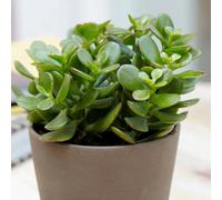 Primrose Crassula Ovata Friendship Tree Or Money Tree Or Jade Tree 12Cm Pot 15Cm Tall Foliage House Plants