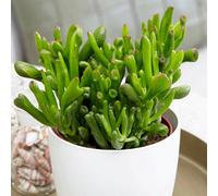Primrose Crassula Ovata Hobbit Friendship Tree Or Money Tree 12Cm Pot 18Cm Tall Foliage House Plants