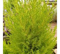 Primrose Cupressus Macrocarpa Wilma Monterey Cypress 3 Litre Pot Conifer Bush