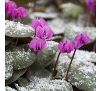 Primrose Cyclamen Coum Sowbread 9Cm Pot Alpine Perennial Plant
