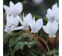 Primrose Cyclamen Hederifolium Hederifolium F. Albiflorum Sowbread 9Cm Pot Alpine Perennial Plant