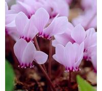 Primrose Cyclamen Hederifolium Sowbread 9Cm Pot Alpine Perennial Plant