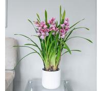 Primrose Cymbidium Flamingo Pink Orchid 14Cm Pot 50Cm Tall Indoor Orchids